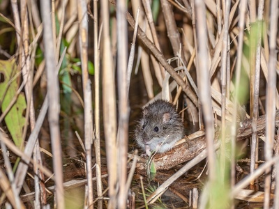 Marsh rice rat