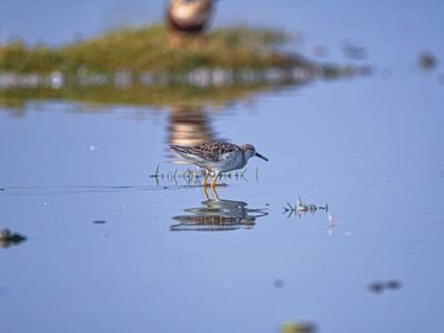 Marsh Sandpiper