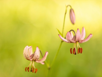 Martagon lily