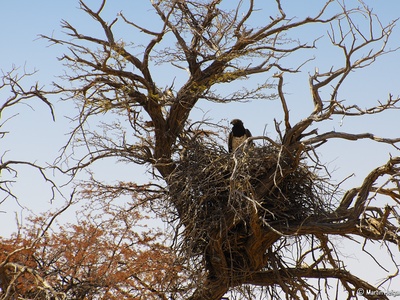 Martial eagle