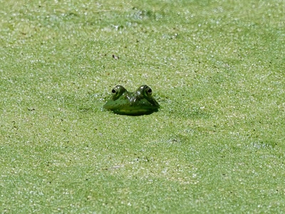 Mascarene Grass Frog