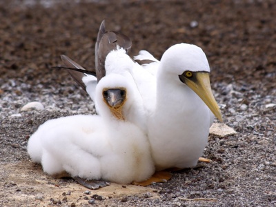 Masked booby