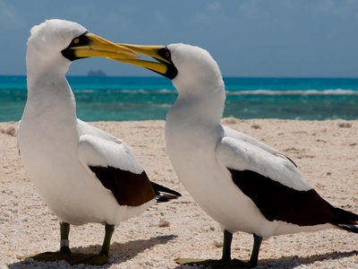 Masked booby