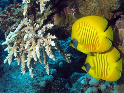 Masked butterflyfish