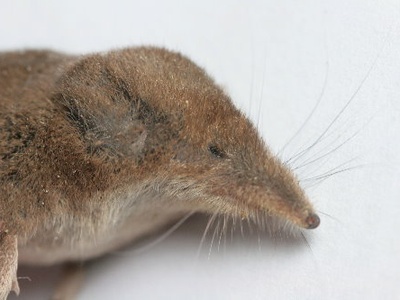 Masked shrew