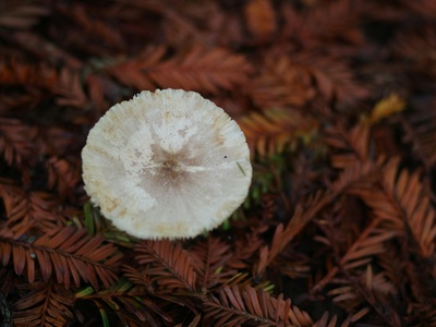 Matsutake (pine mushroom)