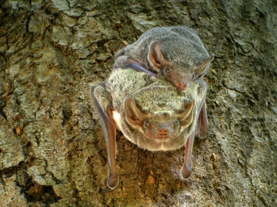 Mauritian Tomb Bat