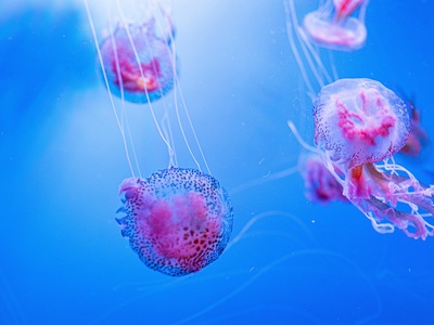 Mauve stinger jellyfish