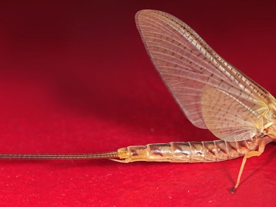 Mayfly