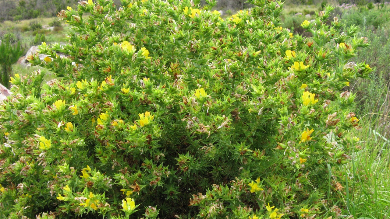 Rooibos leaves, buchu herb and Aloe ferox products