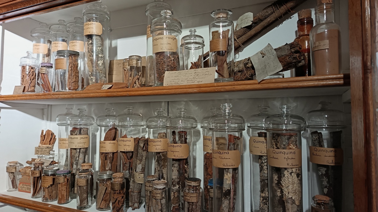Cinchona bark, coca leaves, and muña bundles displayed at a Bolivian market