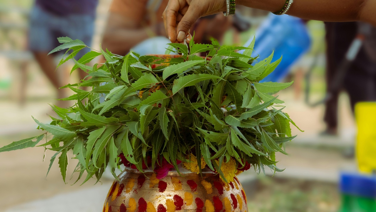 Traditional herbalist preparing remedies and a large kapok tree in a village