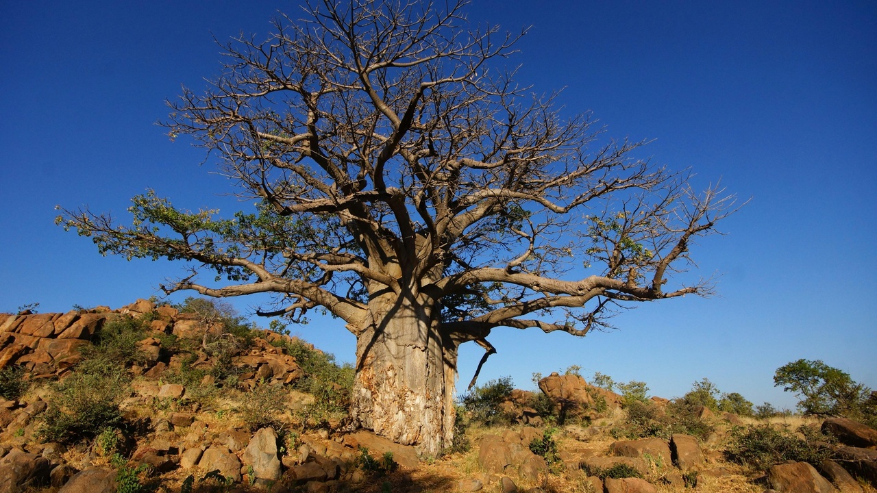 Local woman harvesting aloe leaves for traditional medicine in Botswana.
