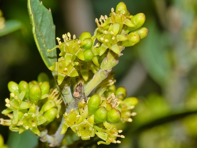 Mediterranean buckthorn