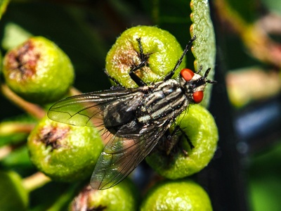 Mediterranean fruit fly (mosca de la fruta)