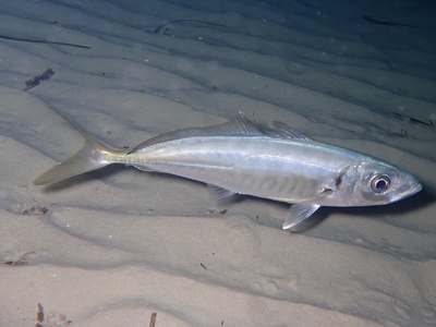 Mediterranean horse mackerel