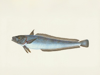 Mediterranean horse mackerel