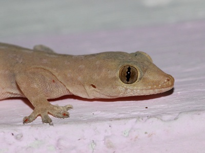 Mediterranean house gecko