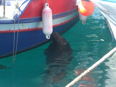 Mediterranean monk seal