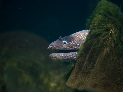 Mediterranean moray