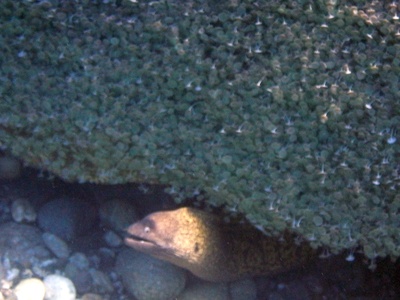 Mediterranean moray