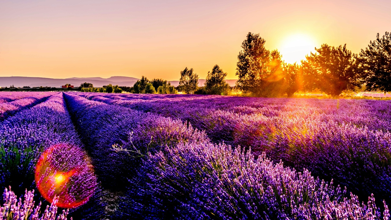 Lavender and rosemary planted in a gravelly Mediterranean-style garden.