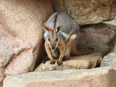 Merriam's kangaroo rat