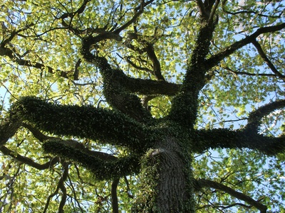 Meru Oak