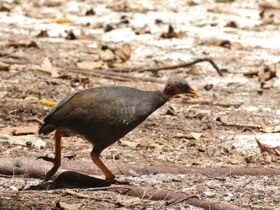 Micronesian Megapode (scrubfowl)