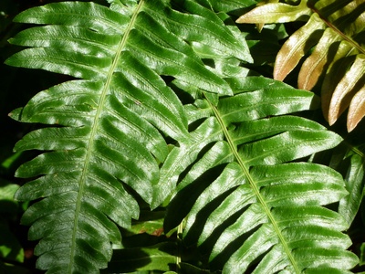 Microsorum wart fern