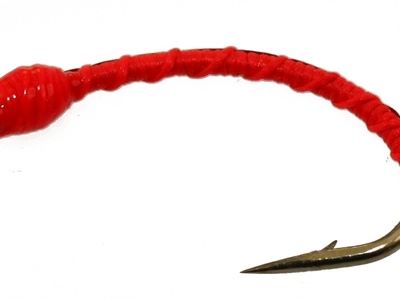 Midge Larva (Bloodworm)