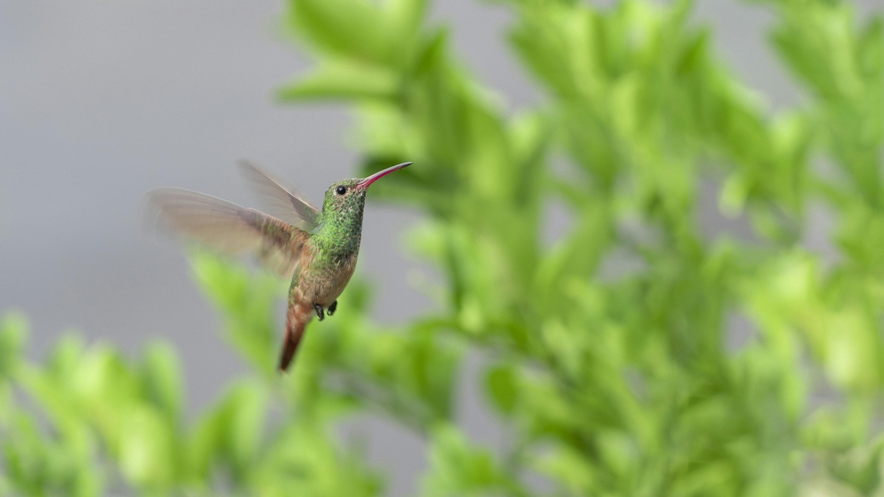 A migrating hummingbird in flight near backyard feeders and native plants