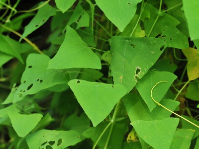 Mile‑a‑minute vine