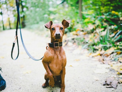 Miniature Pinscher