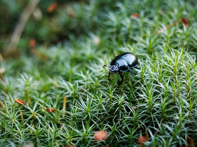 Minute moss beetles