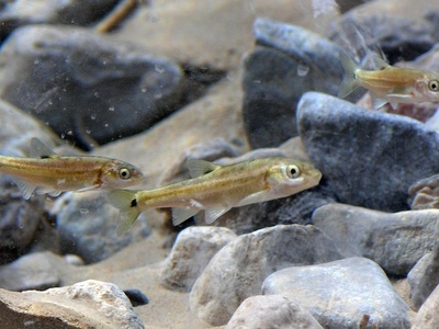 Moapa dace