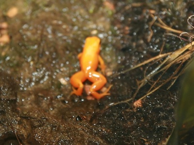 Mocquard's Frog