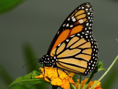 Monarch Butterfly