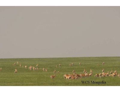 Mongolian gazelle