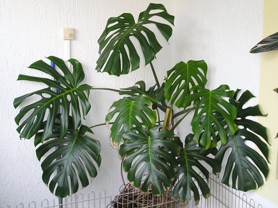Monstera (ceriman)