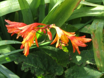 Montbretia