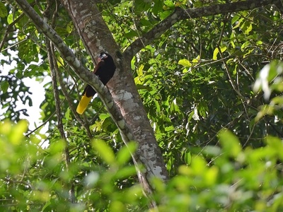 Montezuma Oropendola