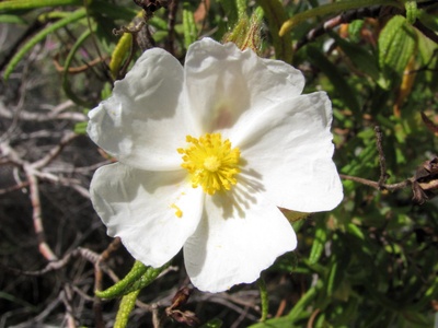 Montpellier rockrose