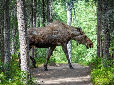 Moose (los evropský)