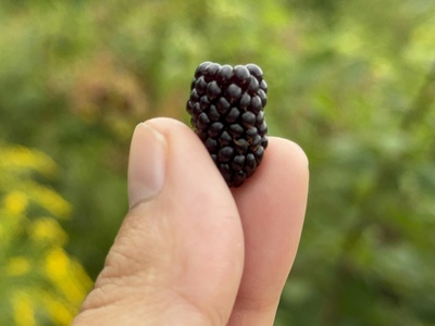 Mora (Andean blackberry)