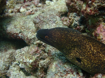 Moray eels