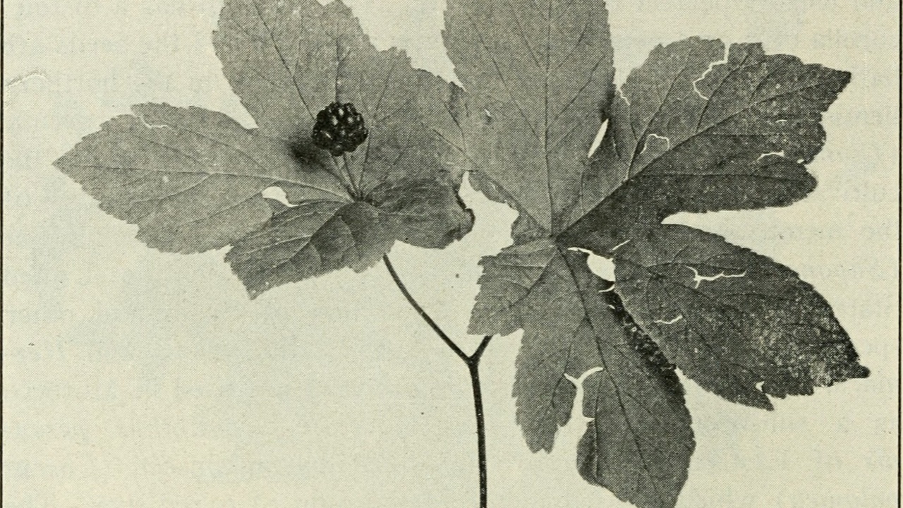 Seed morphology: burr on fur and fleshy fruit cross section