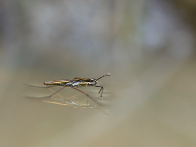 Mosquito (Aedes aegypti)