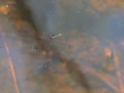 Mosquito Larva (Wiggler)