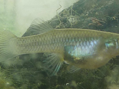 Mosquitofish